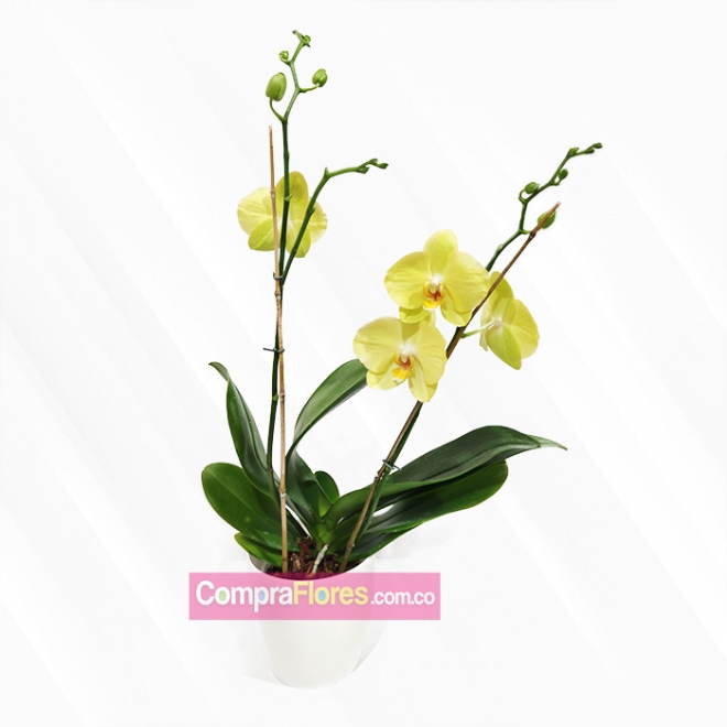 Orquidea Phalaenopsis, vivero cali