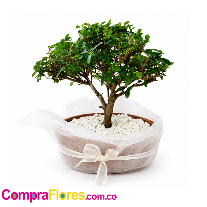 Bonsai Guayacan vivero
