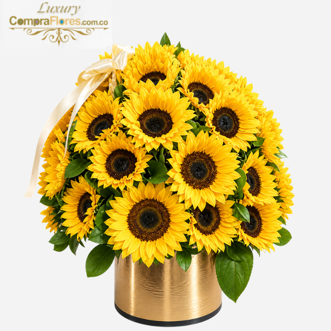 Cilindro de Gala: Cúpula de 36 Girasoles Premium