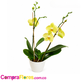 Orquidea Phalaenopsis, vivero cali