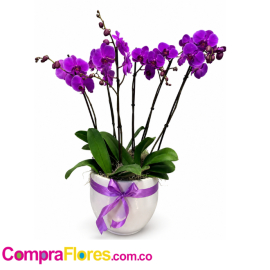 Orquideas Phalaenopsis 6 varas Morada